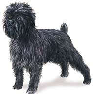 Affenpinscher