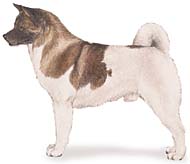 Akita