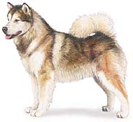 Alaskan Malamutes